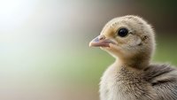 Adorable fluffy baby chick with soft downy feathers and bright eyes in natural outdoor setting for farm and agriculture concepts.