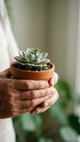 Hands gently holding small succulent plant in terracotta pot with soft natural lighting for gardening and plant care concepts.