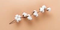 Branch of natural white fluffy cotton flowers on beige background. Organic raw cotton bolls on stem showing soft fiber texture. Minimalist botanical composition.