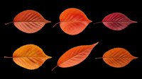 Autumn fall leaves in orange, red, and brown tones isolated on transparent background. Ready for t-shirt design, clipart, stickers, sublimation, and print-on-demand projects.