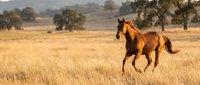 Chestnut horse galloping through golden grassland at sunset with trees and hills in background. Wild equine running freely across open meadow during warm evening light.