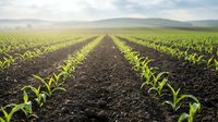 Young green corn seedlings growing in organized rows across fertile agricultural field with mountains in background under cloudy sky for farming concepts.