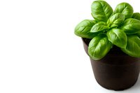 Fresh basil plant with vibrant green leaves growing in brown pot isolated on white background, ready for cooking and culinary designs.