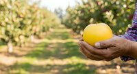 Farmer holding fresh yellow mango in orchard during harvest season, agricultural produce and organic farming concept for food industry and agriculture marketing.