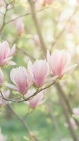 Delicate pink magnolia blossoms bloom on branches with soft green foliage in spring. Perfect for nature, gardening, and seasonal design projects.