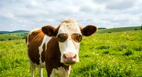 Brown and white dairy cow wearing sunglasses standing in green pasture field under cloudy sky for humorous farm and agriculture concepts.