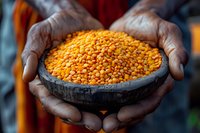 African farmer holding traditional wooden bowl filled with fresh raw orange lentils, showcasing organic farming and sustainable agriculture practices.
