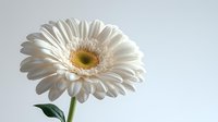 White gerbera daisy flower with green stem and leaves against light gray background, soft natural lighting creates gentle shadows for minimalist floral composition.