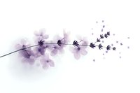 Delicate lavender watercolor flowers on branch with scattered petals, soft purple botanical art on white background for wedding stationery and wall decor.