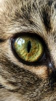 Extreme macro closeup of a tabby cat eye with vivid green iris, vertical slit pupil, and detailed fur texture revealing feline nature.