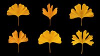 Golden ginkgo biloba leaves in various fan shapes, isolated on transparent background. Ready for t-shirt designs, clipart, stickers, sublimation, and print-on-demand products.