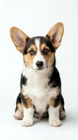 Adorable tricolor Corgi puppy sitting on white background, isolated for pet care, veterinary, dog training and animal lover designs.