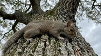 Gray squirrel climbing on textured tree trunk with moss and lichen, looking downward in natural woodland setting. Wildlife and nature stock content.