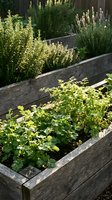 Raised garden beds filled with fresh herbs including rosemary, lavender, and parsley growing in sunlight, perfect for culinary and gardening projects.