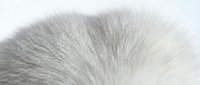Soft gray and white animal fur texture with fine detailed strands creating natural pattern for backgrounds and design projects.