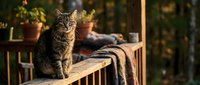 Tabby cat sitting on a wooden porch railing at golden hour, with cozy blanket and potted plants in warm autumn forest setting.