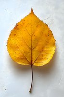 Vibrant yellow autumn leaf from linden tree isolated on white textured background, showing detailed veins and seasonal color change. Natural botanical specimen.