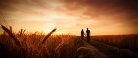 Romantic couple silhouette holding hands in golden wheat field at sunset with warm orange sky creating peaceful countryside atmosphere for love concepts.