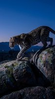 Majestic leopard prowling on rocky cliff at twilight with deep blue sky and mountain silhouettes in background creating dramatic wildlife scene.