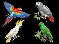 Colorful parrot collection featuring macaw, cockatoo, and parakeet species isolated on transparent background. Ready for t-shirt design, clipart, stickers, and print-on-demand products.