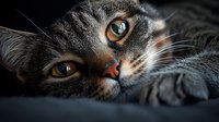 Close up portrait of gray tabby cat with bright amber eyes lying on dark background, dramatic lighting emphasizes feline facial features and whiskers.
