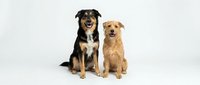 Two adorable dogs sitting together on white background, black and tan mixed breed with golden retriever, perfect for pet care and animal lover designs.