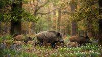 Wild boar family foraging in autumn forest with fallen leaves and blooming flowers creating natural wildlife habitat scene.