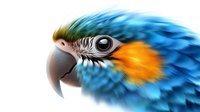Close-up profile view of blue and gold macaw parrot head showing detailed feathers, beak, and eye against white background, suitable for nature and wildlife projects.