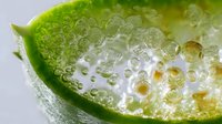 Fresh lime slice with sparkling water bubbles clinging to its vibrant green rind, creating a refreshing citrus drink garnish.