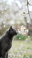 Gray cat smelling white cherry blossoms in spring garden with soft bokeh background and falling petals creating peaceful seasonal moment.