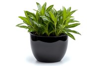 Fresh green dracaena plant with glossy leaves growing in modern black ceramic pot, isolated on white background for home decor and interior design projects.