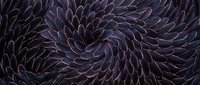 Dark purple spiral pattern with layered petals creating hypnotic swirl design for backgrounds and decorative projects.