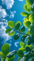 Fresh green leaves against vibrant blue sky with white clouds, sunlight illuminating foliage creating natural glow effect. Nature freshness and growth concept.