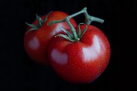 Two ripe red tomatoes on the vine with fresh water droplets, isolated on a dark black background, showcasing vibrant color and natural texture.