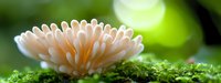 Delicate white mushroom growing on green moss in forest, macro photography with soft bokeh background and natural sunlight creating dreamy atmosphere.
