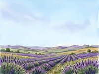 Expansive lavender field with rolling hills and distant mountains under soft sky. Purple flowering plants stretch across countryside landscape for nature, agriculture, and travel designs.
