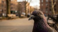 Urban pigeon close-up portrait in city street with blurred buildings and cars in background during golden hour lighting for wildlife photography.