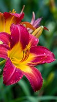 Vibrant pink and yellow daylily flowers blooming in summer garden with water droplets on petals and soft green background for nature photography.