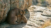 Small wild caracal cat resting on rocky terrain in natural desert habitat. Wildlife photography showcasing feline predator in arid landscape environment.