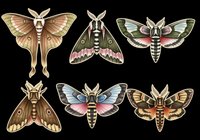 Six detailed moth and butterfly clipart illustrations isolated on transparent background, ready for stickers, t-shirt design, print on demand, and sublimation projects.