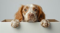 Adorable red merle Australian Shepherd puppy peeking over cardboard box edge with paws hanging over, studio portrait on neutral background.
