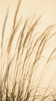Delicate ornamental grass blades swaying gracefully against warm beige background creating serene natural texture for spa wellness and organic design projects.