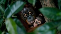 Mother orangutan and baby peek through lush green foliage, displaying tender bonding moment in natural habitat. Close-up shows expressive eyes and gentle facial features.