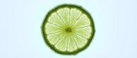 Fresh lime slice with vibrant green skin and translucent flesh isolated on white background, suitable for food, beverage, and culinary design projects.