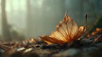 Fallen autumn maple leaf illuminated by sunlight on forest floor, creating atmospheric mood in misty woodland environment.
