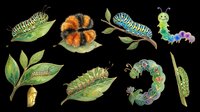 Caterpillars and larvae in various stages of development isolated on transparent background, ready for educational materials, children's designs, t-shirt graphics, clipart collections, stickers, print-on-demand products, and sublimation projects.