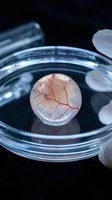 Laboratory petri dish containing artificial eye model with detailed blood vessel network for medical research and ophthalmology education purposes.