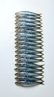 Fresh sardines arranged in neat vertical row on white background with sea salt crystals for culinary and cooking concepts.