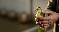 Young duckling held in weathered hands of farmer or caretaker, showing care and nurturing in agricultural or poultry farming setting.