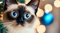 Siamese cat with striking blue eyes peeks through Christmas tree branches with festive bokeh lights and blue ornament creating magical holiday atmosphere.